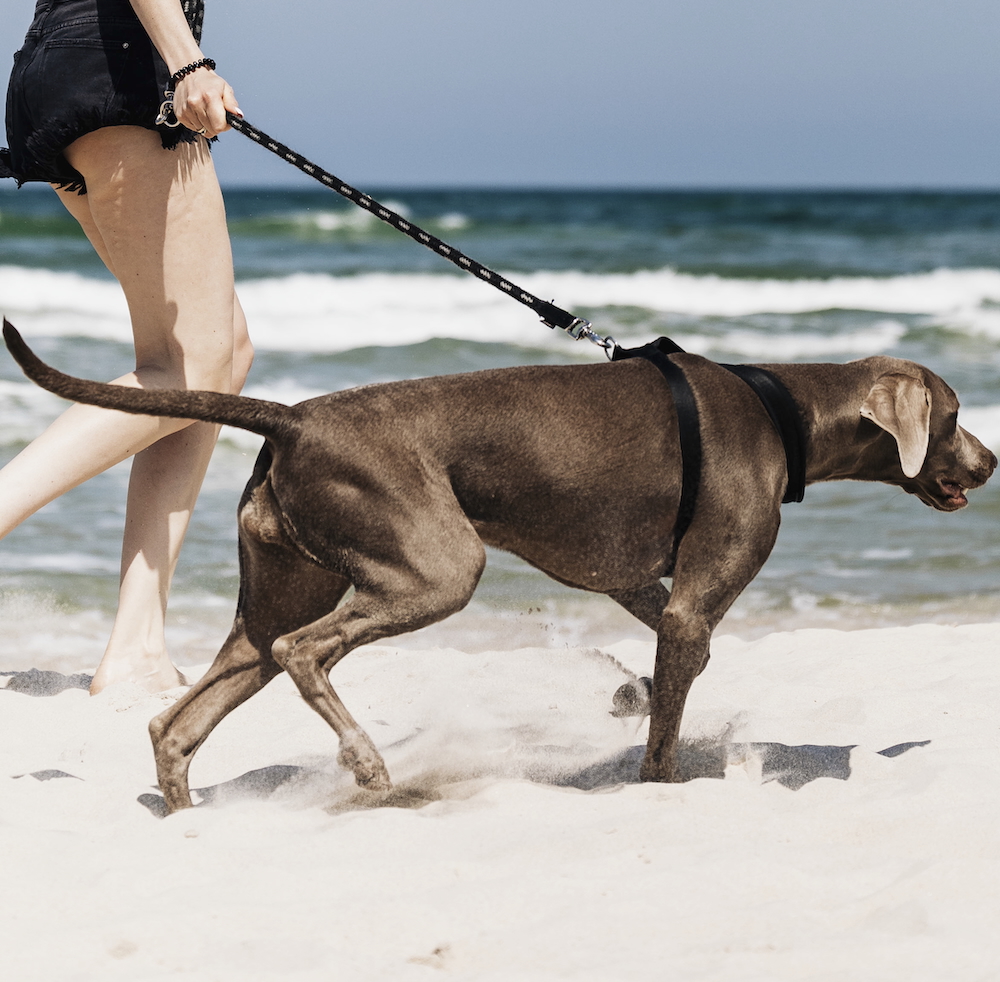 Latitude South Coast: dog enjoying a walk on a Shoalhaven dog-friendly beach.