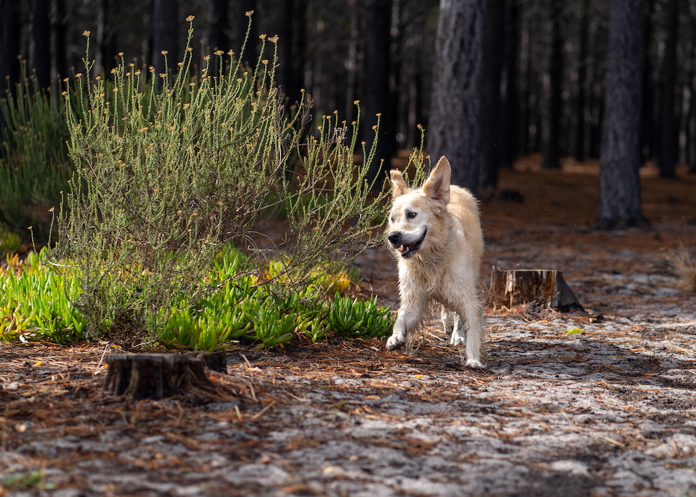 Latitude South Coast: pup living the life at a dog off-leash area.