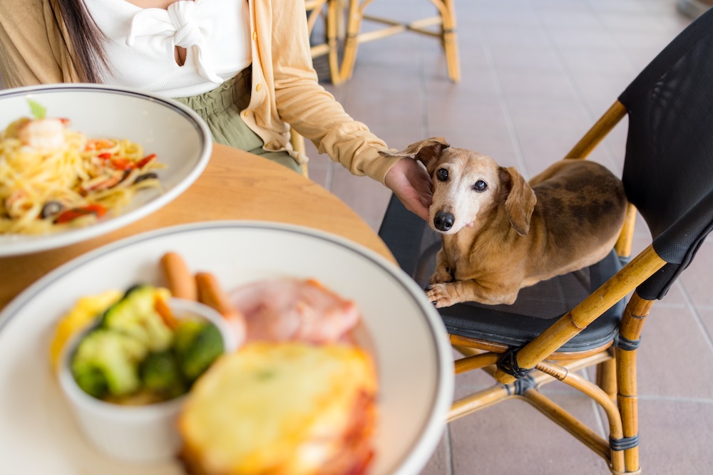 Pup enjoying trip to cafe with owner while on holiday near Jervis Bay on the south coast of NSW.