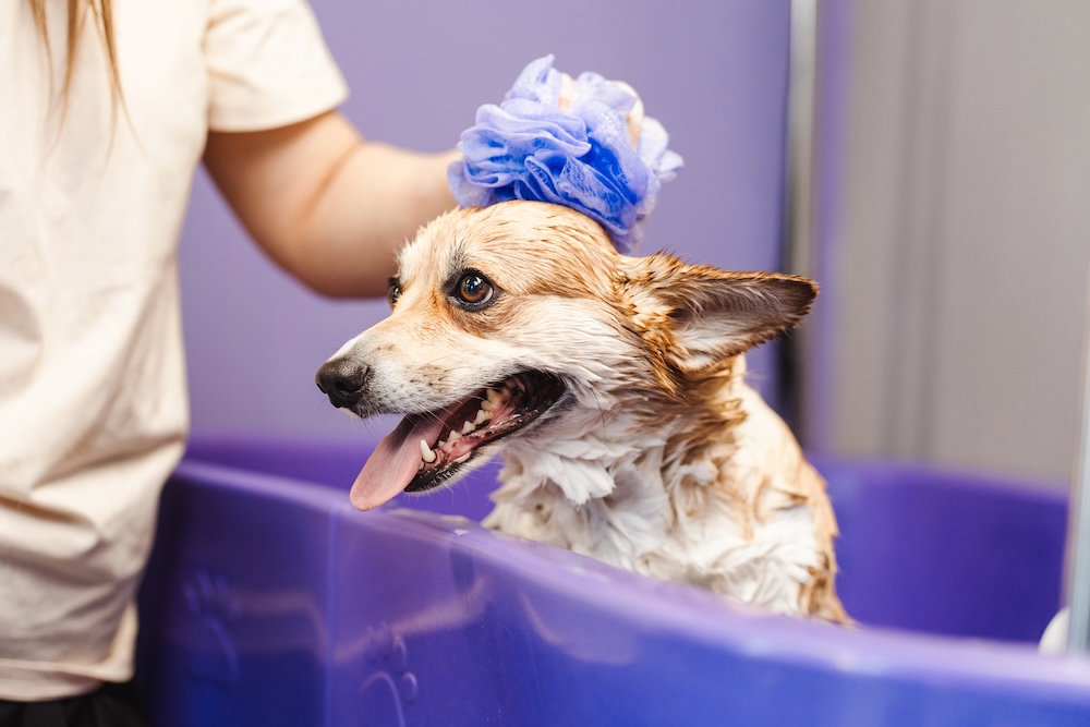 Dog at groomers being cleaned for the trip home after holiday on the south coast.